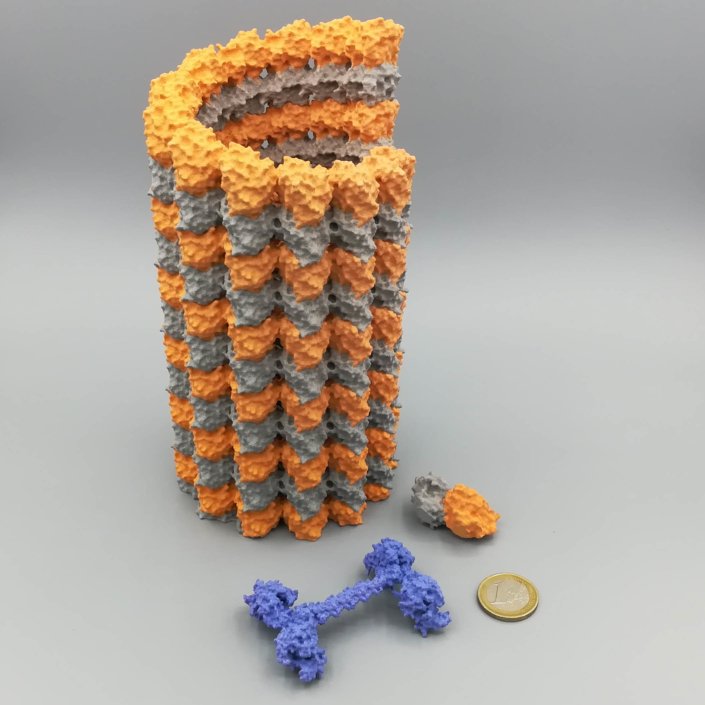 Impression 3D MJF - Microtubule et kinésine